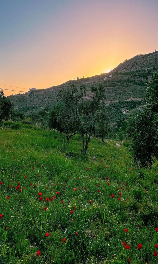 Ajloun Castle Jordan