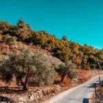 Autumn-coloured forest and olive trees in Ajloun, northern Jordan