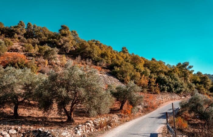 Autumn-coloured forest and olive trees in Ajloun, northern Jordan
