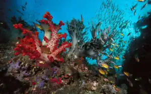 Barriera corallina e pesci tropicali nel Mar Rosso ad Aqaba