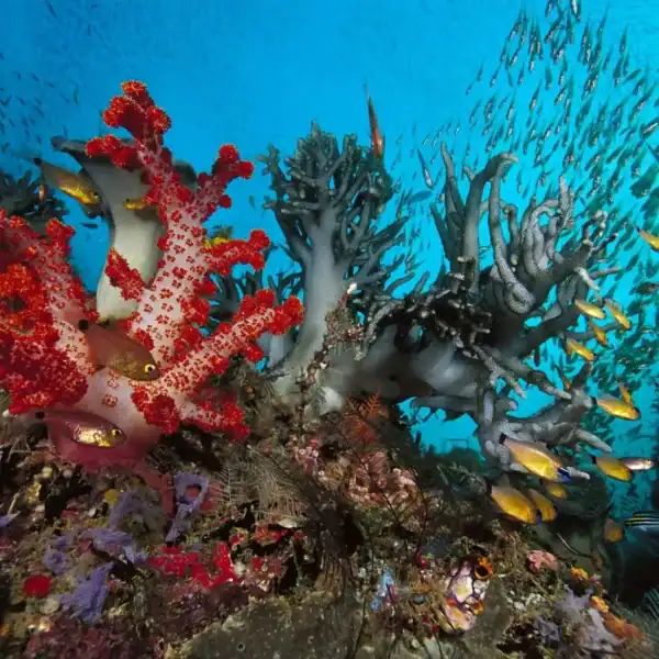 Barriera corallina e pesci tropicali nel Mar Rosso ad Aqaba