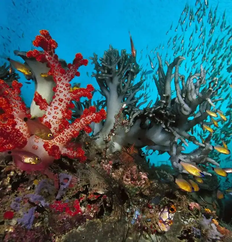 Barriera corallina e pesci tropicali nel Mar Rosso ad Aqaba