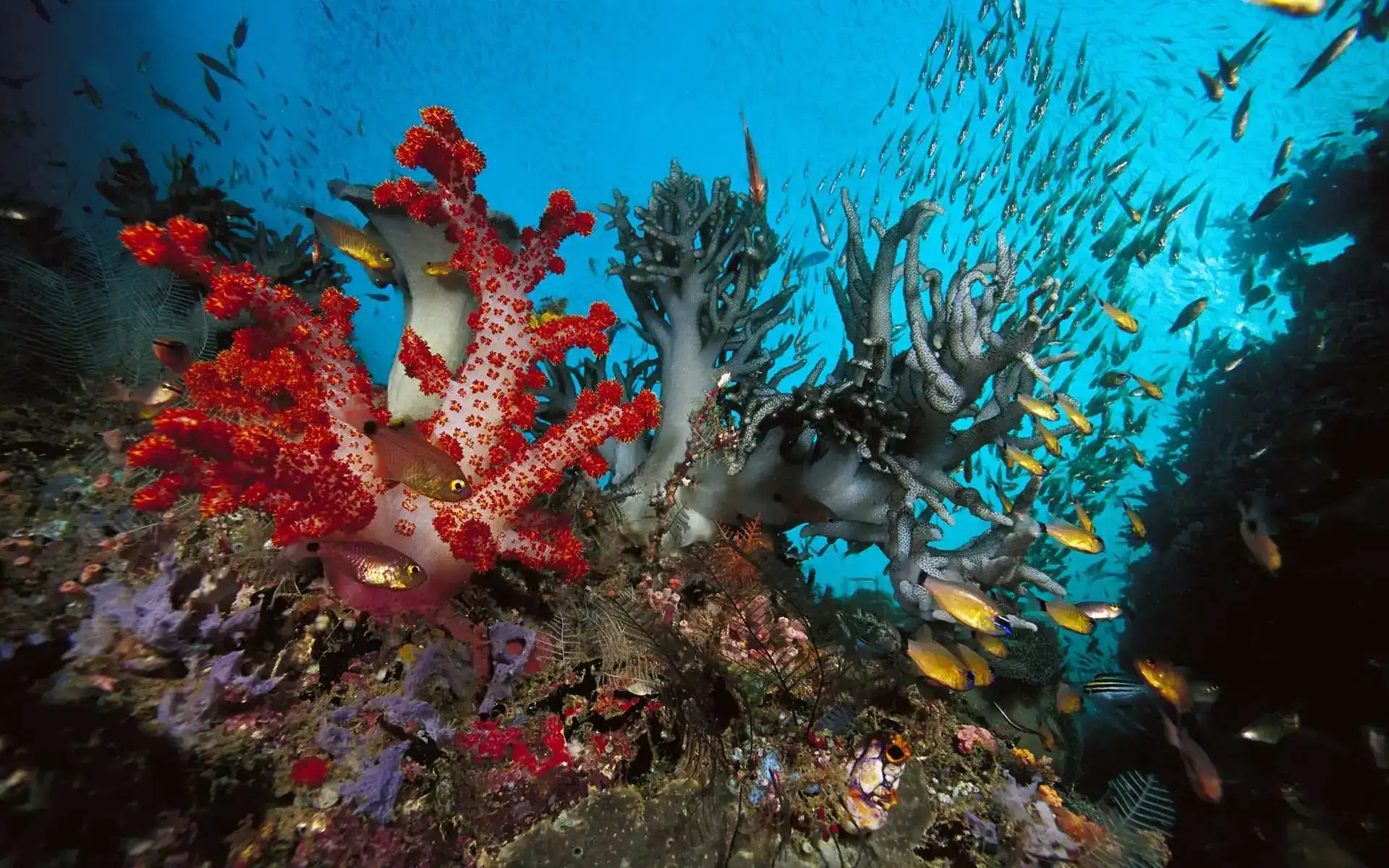 Barriera corallina e pesci tropicali nel Mar Rosso ad Aqaba