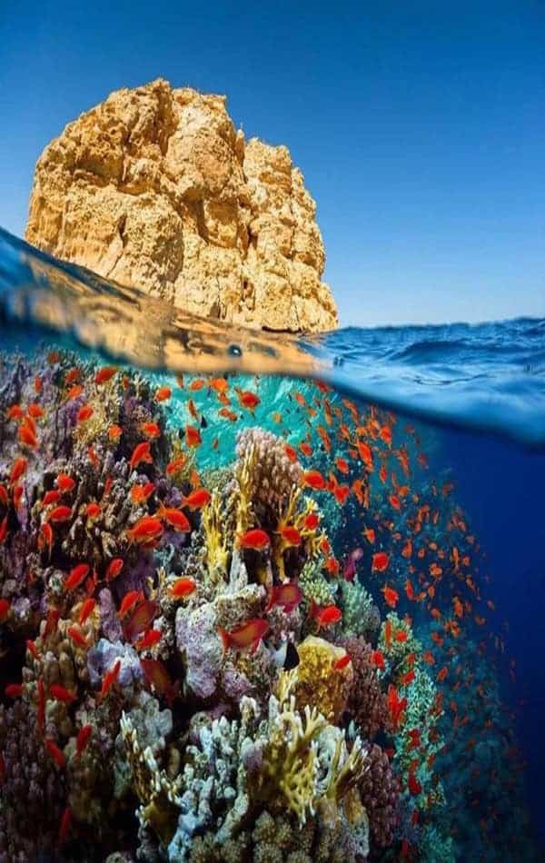 Коралловый риф и рыбы у скалистого берега Красного моря