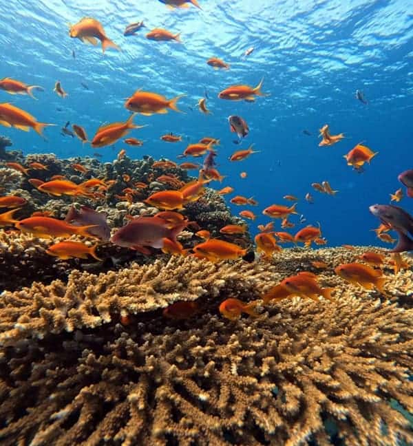 Тропические рыбы над коралловым рифом Красного моря